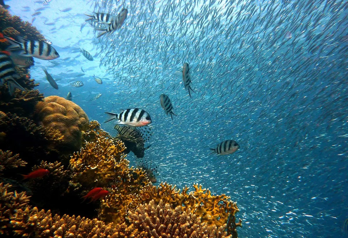 Hard Coral Skeletons: How to Recognise Acropora, Euphyllia and Montipora