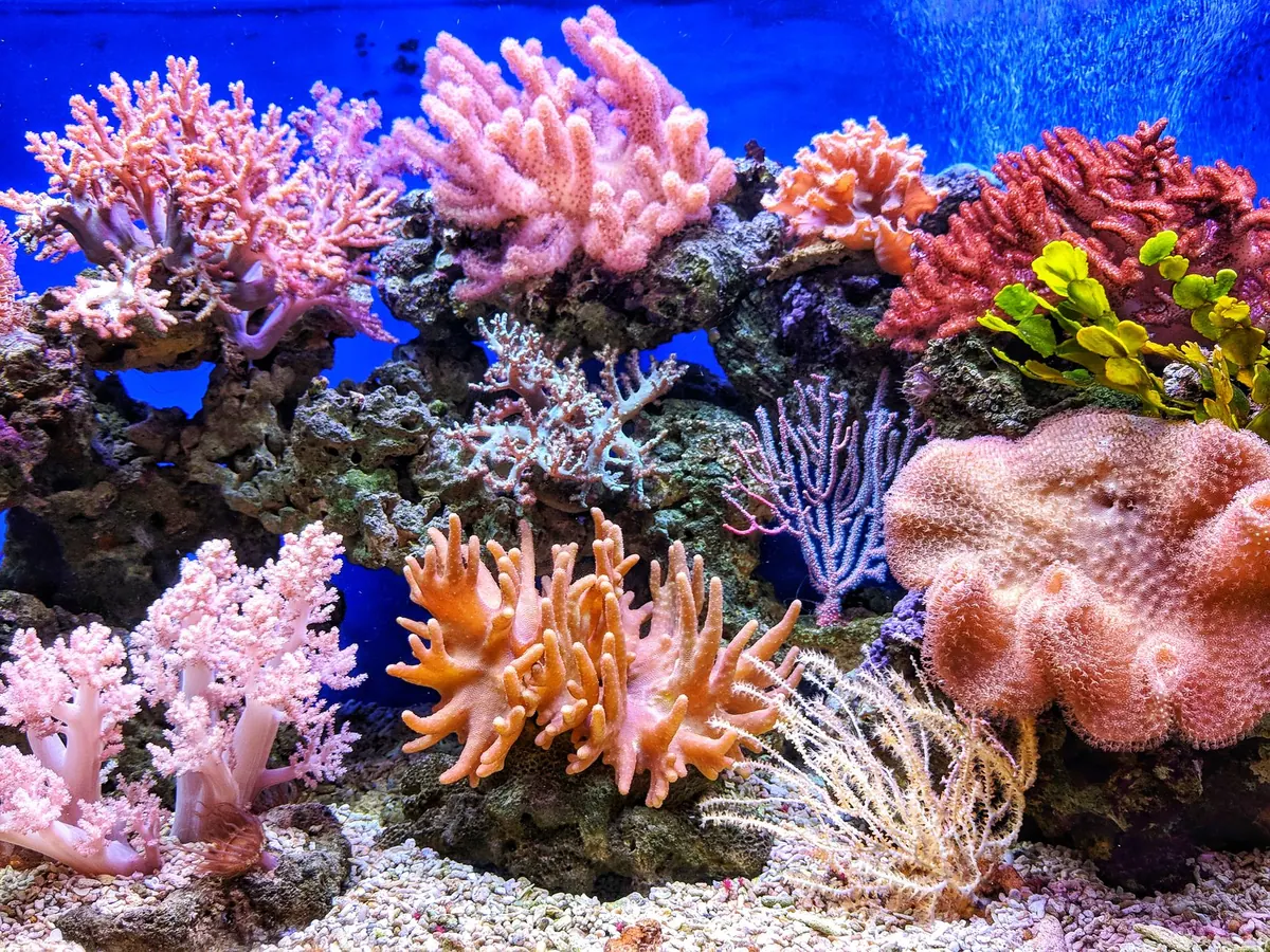 How to Identify Common Aquarium Corals: A Visual Guide to Soft, LPS and SPS Types