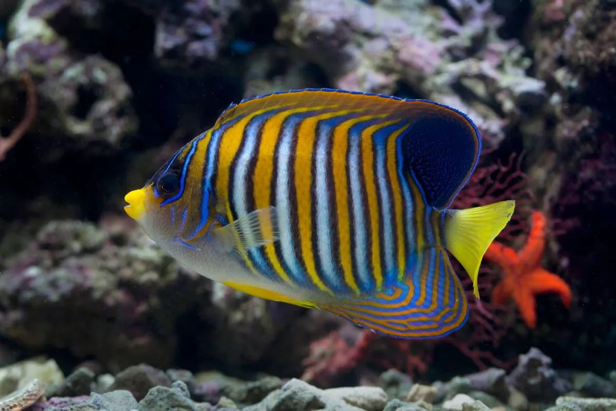 LED vs T5 Lighting for Reef Tanks: Which Is Better for Coral Growth and Colour?