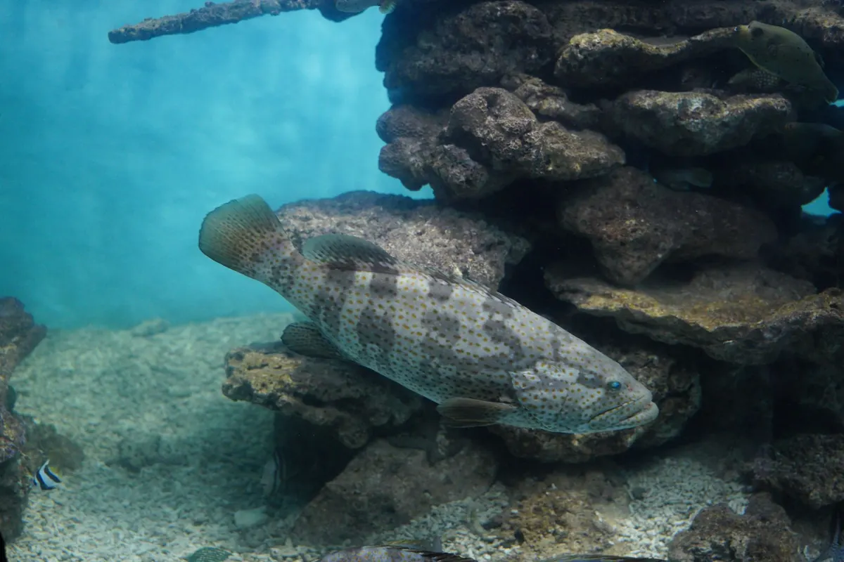 Setting Up Your First Reef Tank: A 12-Week Step-by-Step Plan for UK Beginners