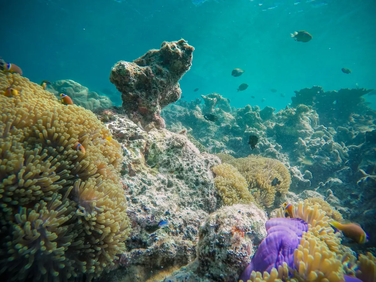 Top 10 Beginner-Friendly Corals for a UK Reef Tank